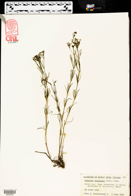 Stenaria nigricans var. nigricans image