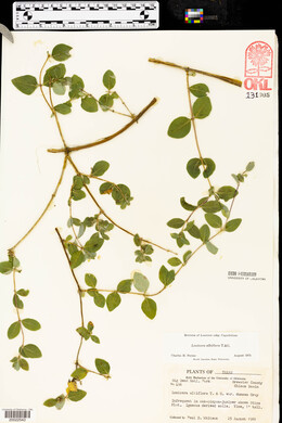 Lonicera albiflora image