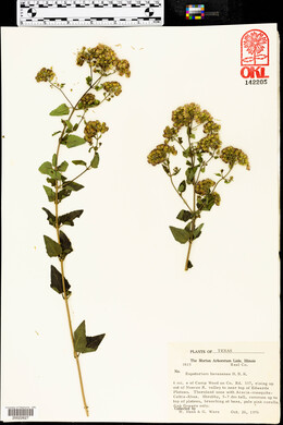 Ageratina havanensis image