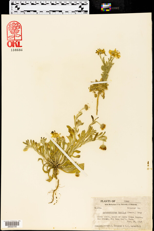 Aphanostephus ramosissimus var. humilis image