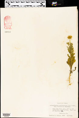 Aphanostephus skirrhobasis var. thalassius image