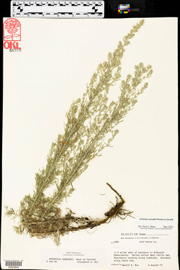 Artemisia carruthii image