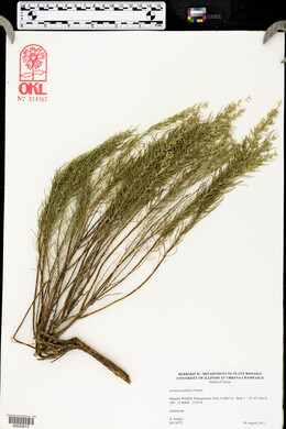 Artemisia filifolia image