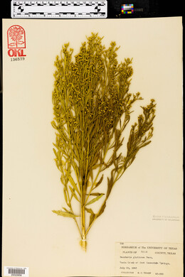 Baccharis salicifolia image