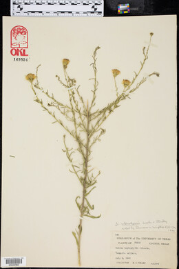 Kuhnia leptophylla image