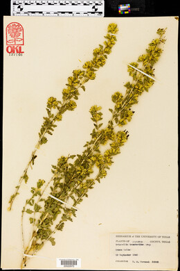 Brickellia baccharidea image