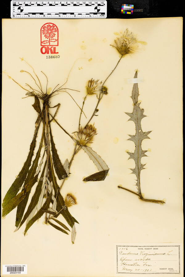 Carduus virginianus image