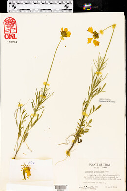 Coreopsis grandiflora image