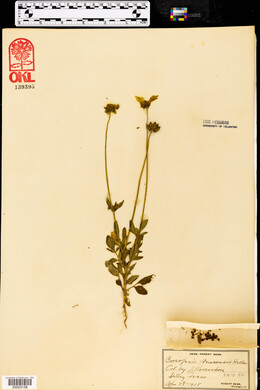 Coreopsis nuecensis image