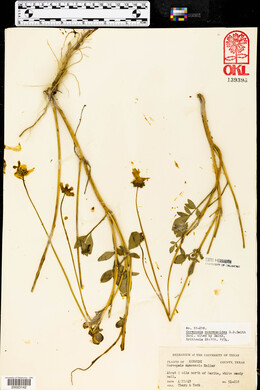 Coreopsis nuecensoides image