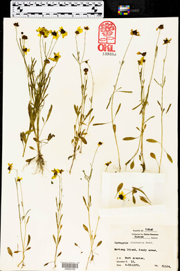 Coreopsis tinctoria image