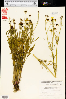 Coreopsis tinctoria image