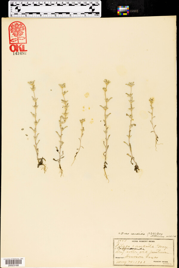 Filago candida image