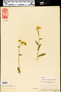 Erigeron ramosus image