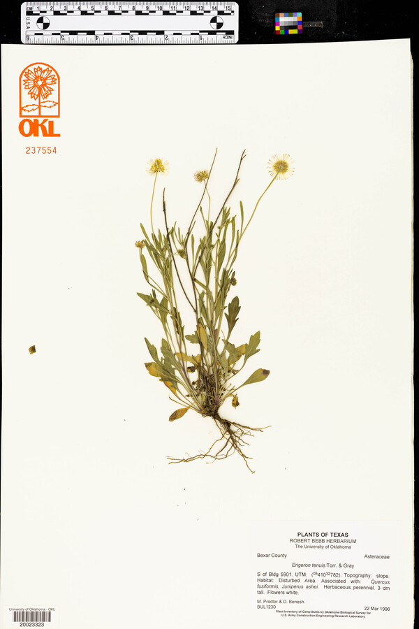 Erigeron tenuis image