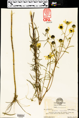 Helianthus angustifolius image