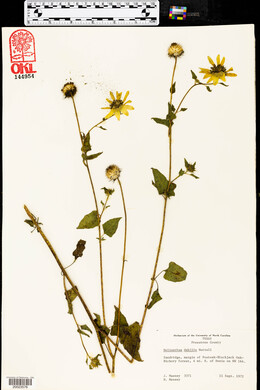 Helianthus debilis image