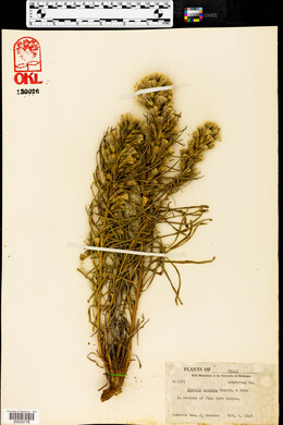 Liatris acidota image