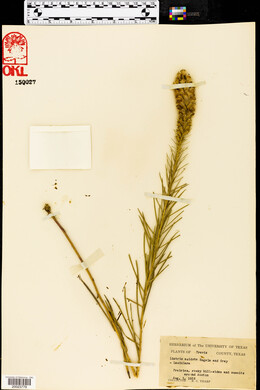 Liatris acidota image