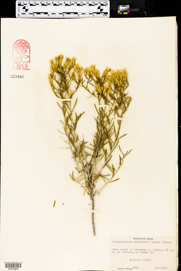 Chrysothamnus pulchellus image