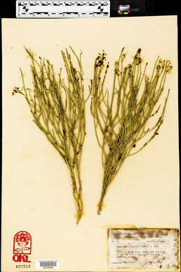 Lygodesmia juncea image