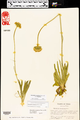 Marshallia caespitosa var. caespitosa image