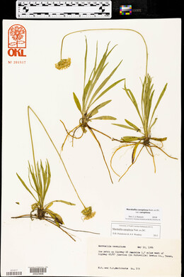 Marshallia caespitosa image