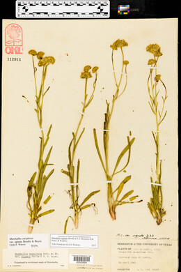 Marshallia caespitosa image