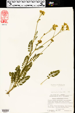 Packera millelobata image