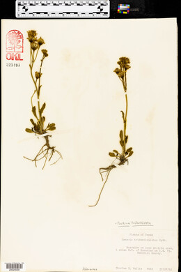 Packera tridenticulata image