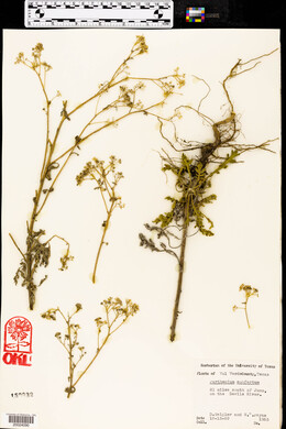 Parthenium confertum image