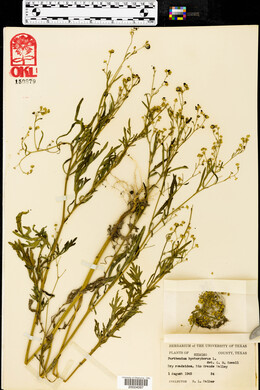 Parthenium hysterophorus image