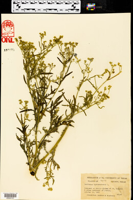 Parthenium hysterophorus image