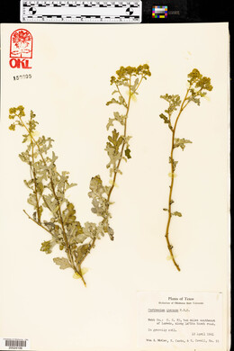 Parthenium incanum image