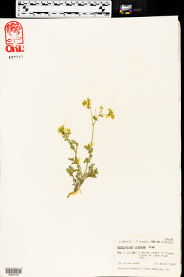 Parthenium confertum var. lyratum image