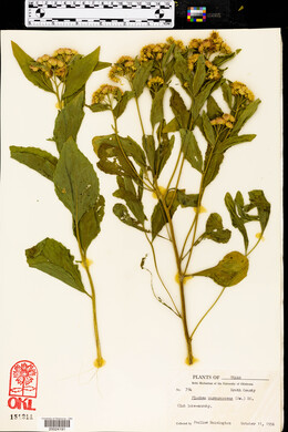 Pluchea odorata image