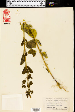 Porophyllum ruderale subsp. macrocephalum image