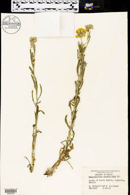 Psilostrophe gnaphalodes image