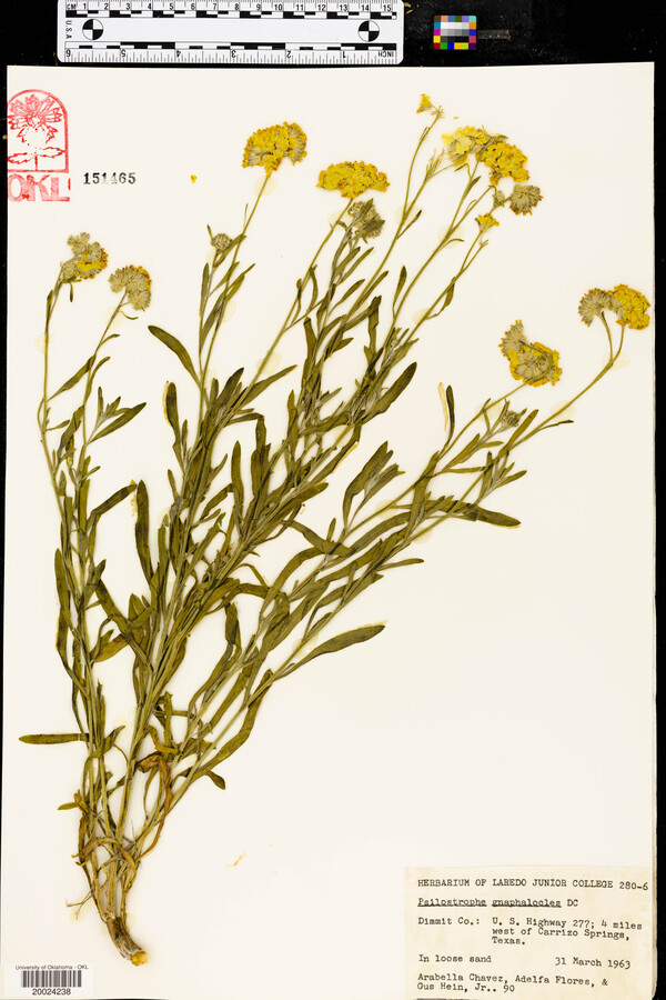Psilostrophe gnaphalodes image