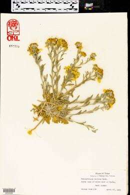 Psilostrophe villosa image