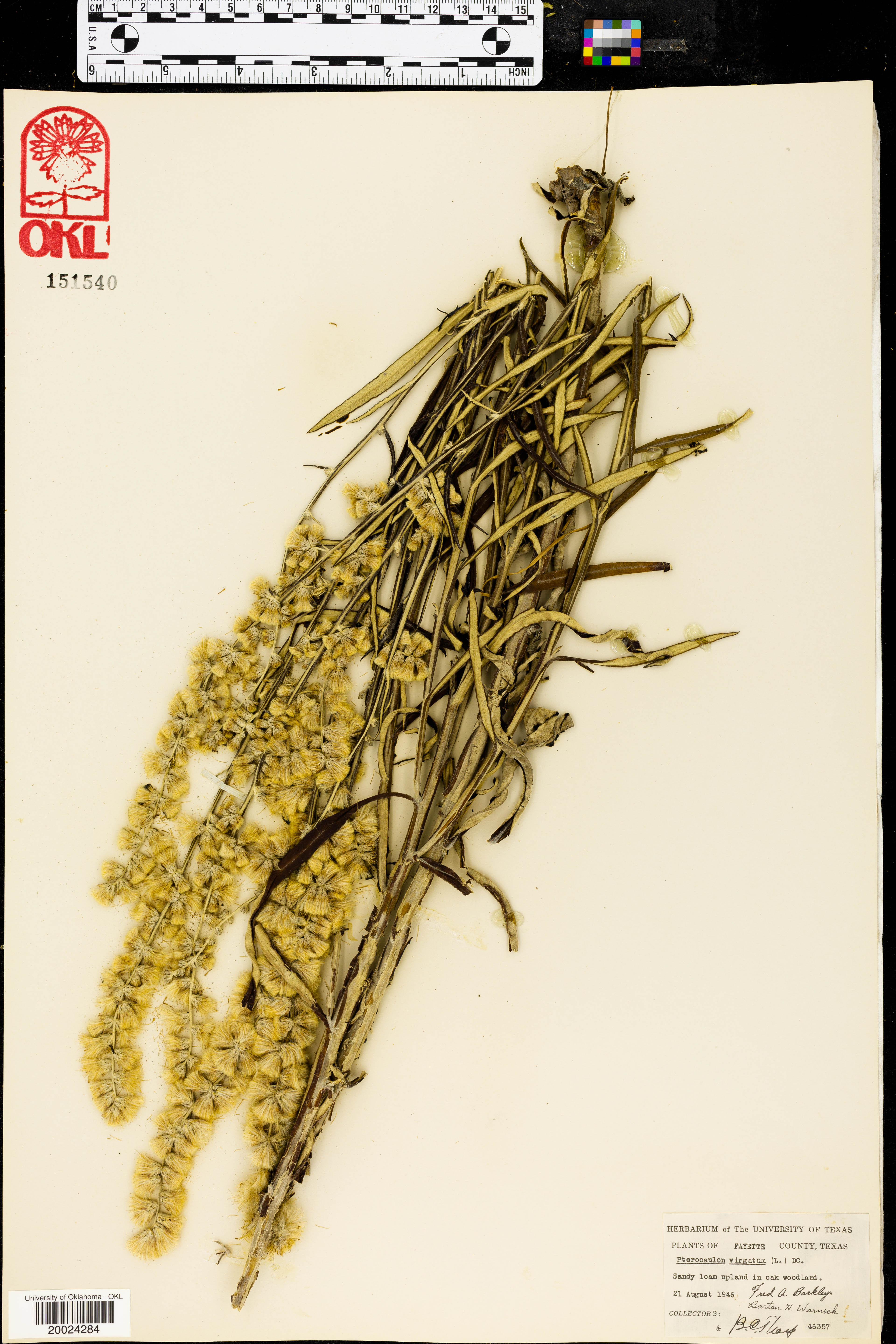 Pterobryaceae