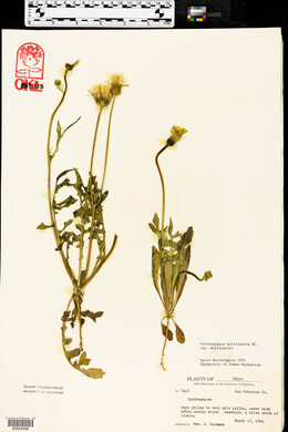 Pyrrhopappus pauciflorus image