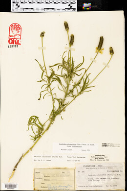 Ratibida columnifera f. columnifera image