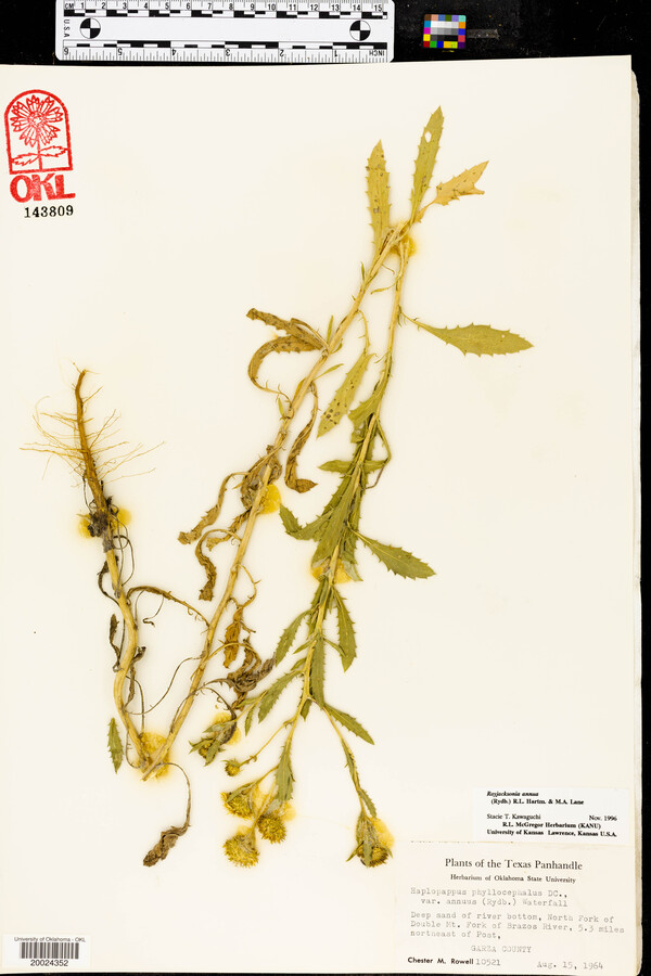 Rayjacksonia annua image