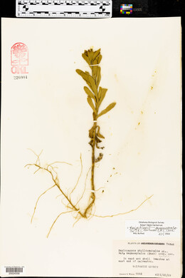 Haplopappus phyllocephalus image