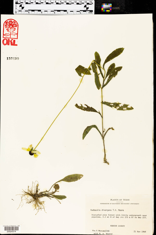 Rudbeckia divergens image