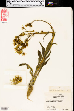 Senecio ampullaceus image