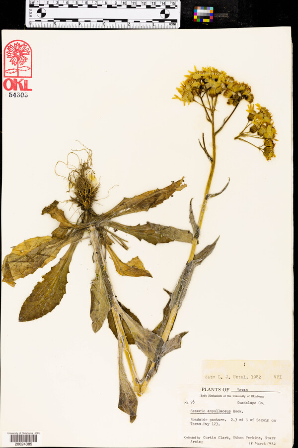 Senecio ampullaceus image