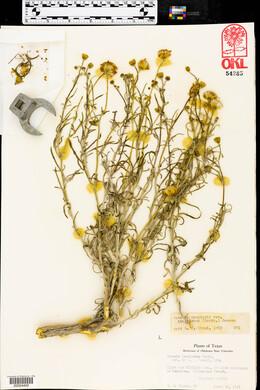 Senecio flaccidus image