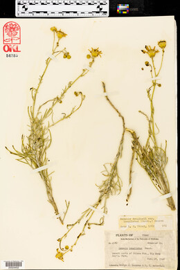 Senecio flaccidus var. flaccidus image